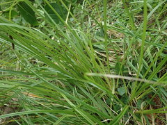 Carex ochrosaccus