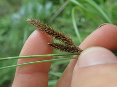 Carex ochrosaccus