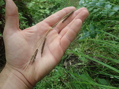 Carex ochrosaccus