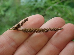 Carex ochrosaccus