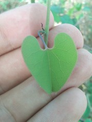 Aristolochia taliscana