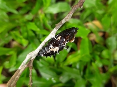 Delias crithoe