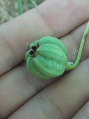 Aristolochia taliscana