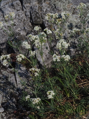 Galium glaucum