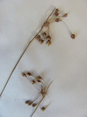 Luzula acuminata acuminata