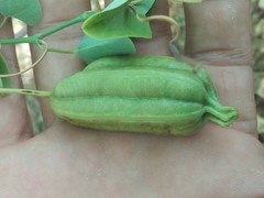 Aristolochia taliscana