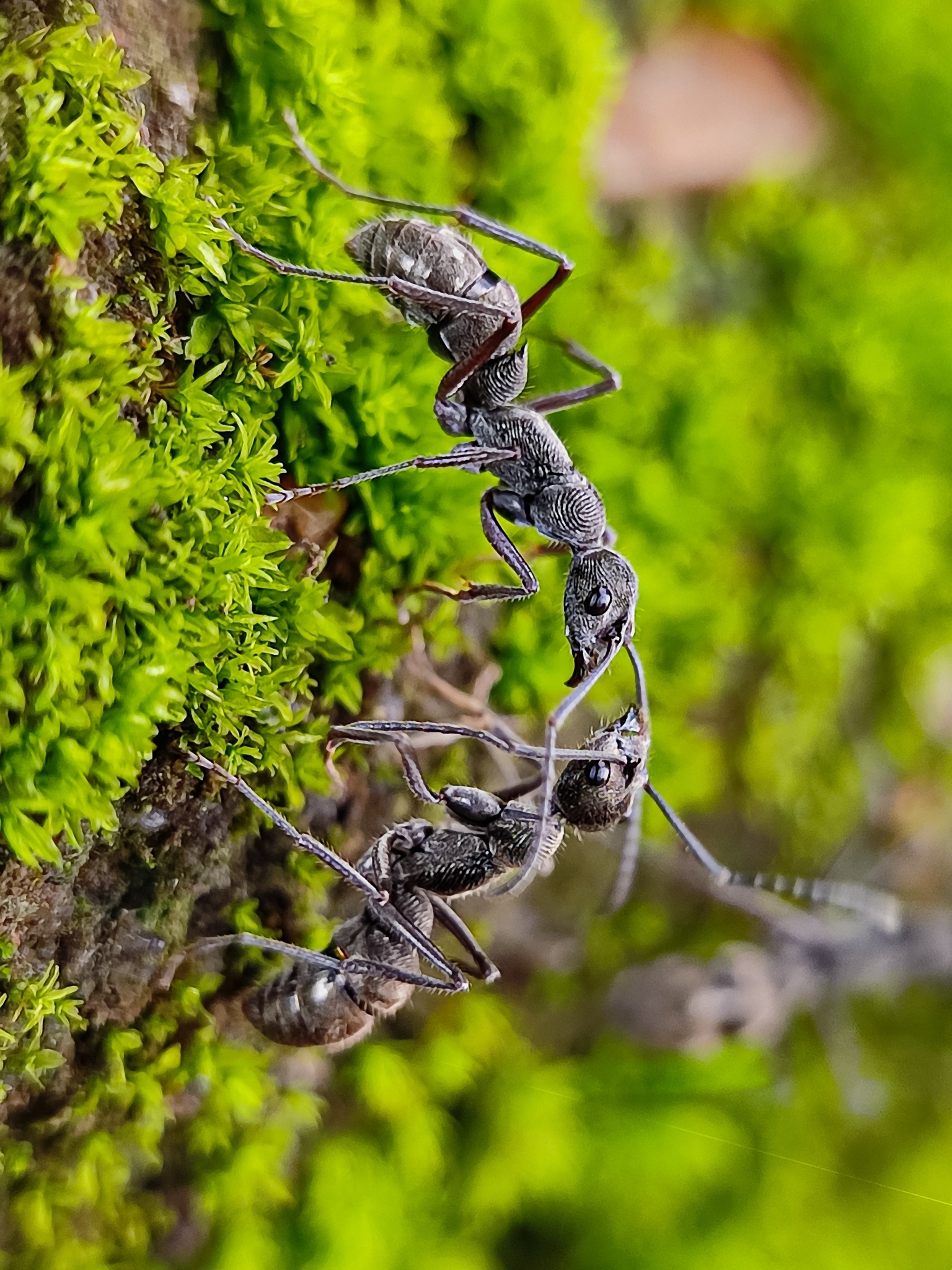 Diacamma indicum