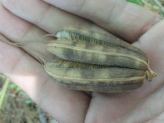 Aristolochia taliscana