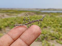 Anchotatus