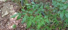 Radermachera sinica