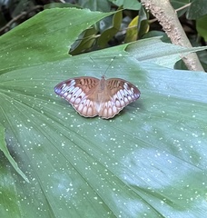Tanaecia pelea
