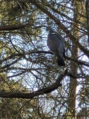 Columba palumbus