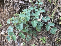 Lomatium repostum