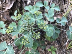 Lomatium repostum