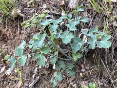Lomatium repostum
