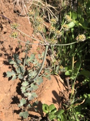 Lomatium repostum
