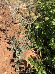 Lomatium repostum