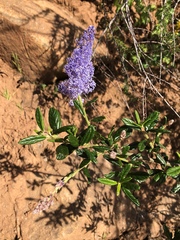 Ceanothus parryi