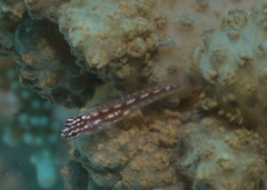 Klyxum