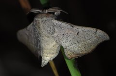 Cicinnus melsheimeri