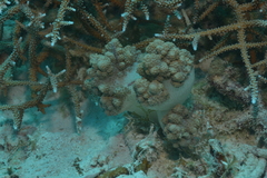 Klyxum