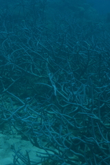 Acropora muricata