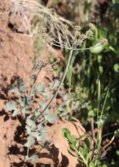 Lomatium repostum