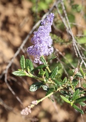 Ceanothus parryi