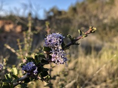 Ceanothus sonomensis