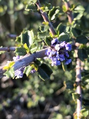 Ceanothus sonomensis
