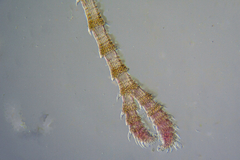 Ceramium puberulum