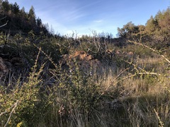 Ceanothus sonomensis