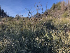 Ceanothus sonomensis