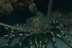 Panulirus ornatus