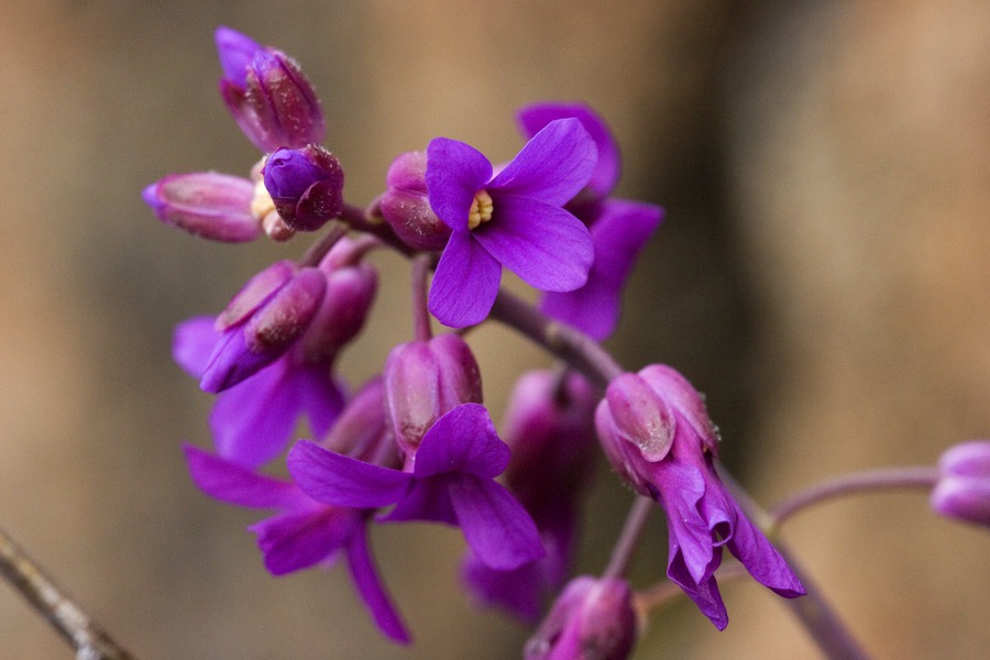 Boechera koehleri