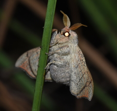 Cicinnus melsheimeri
