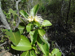 Capparidastrum pachaca