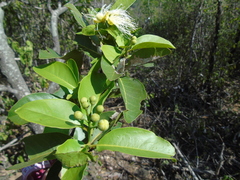 Capparidastrum pachaca