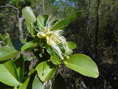 Capparidastrum pachaca