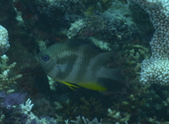 Amblyglyphidodon orbicularis