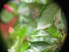 Onychargia atrocyana