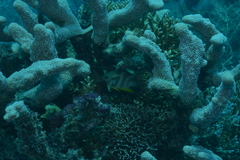 Amblyglyphidodon orbicularis