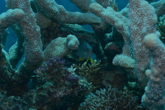 Amblyglyphidodon orbicularis