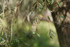 Melaleuca paludicola
