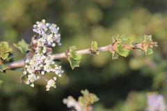 Ceanothus sonomensis