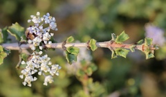 Ceanothus sonomensis