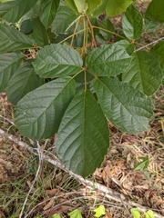 Handroanthus chrysotrichus
