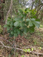 Handroanthus chrysotrichus