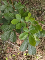 Handroanthus chrysotrichus