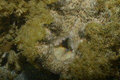 Hippopus porcellanus
